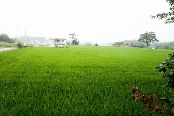 A rice field on the way to the restaurant