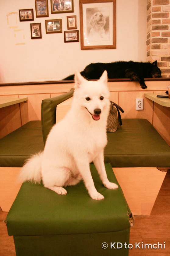 Erin and I loved this dog - he (or she) looked so regal! He was sitting on that stool so still, calm and composed for at least 20 or 30 minutes ^^