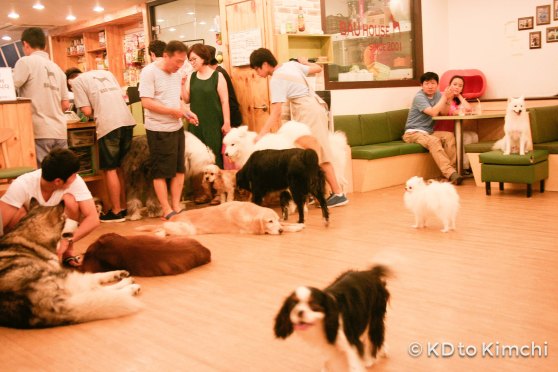 BAU HAUS - Dog Cafe (25 of 37)
