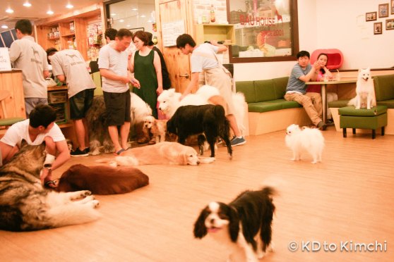 BAU HAUS - Dog Cafe (25 of 37)