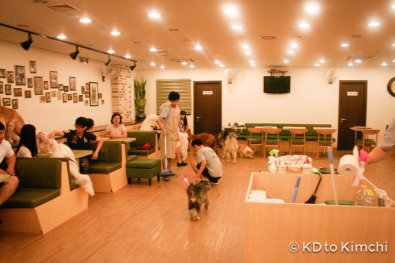 BAU HAUS - Dog Cafe (29 of 37)